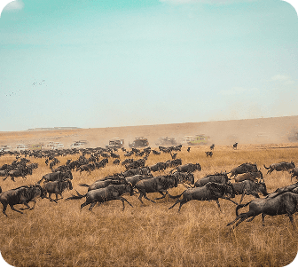 Maasai Mara Safari