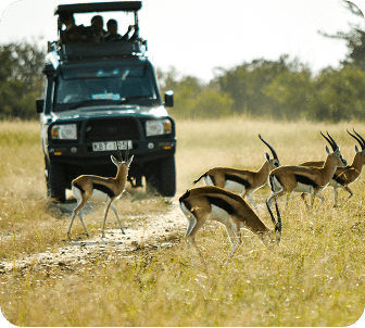 Tsavo Wild Experience