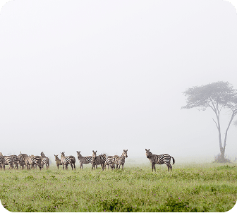 Conservation Safari Retreat