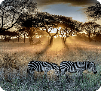 Swahili Seaside Serenity