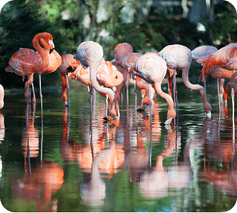 Flamingos & Safari Views